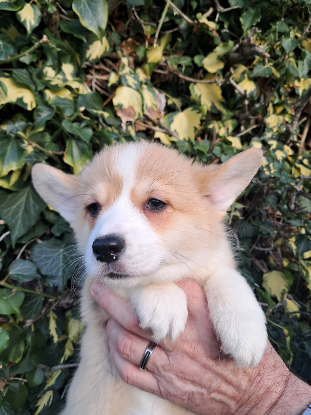 de la Ferme du Rotour - Chiots disponibles - Welsh Corgi Pembroke