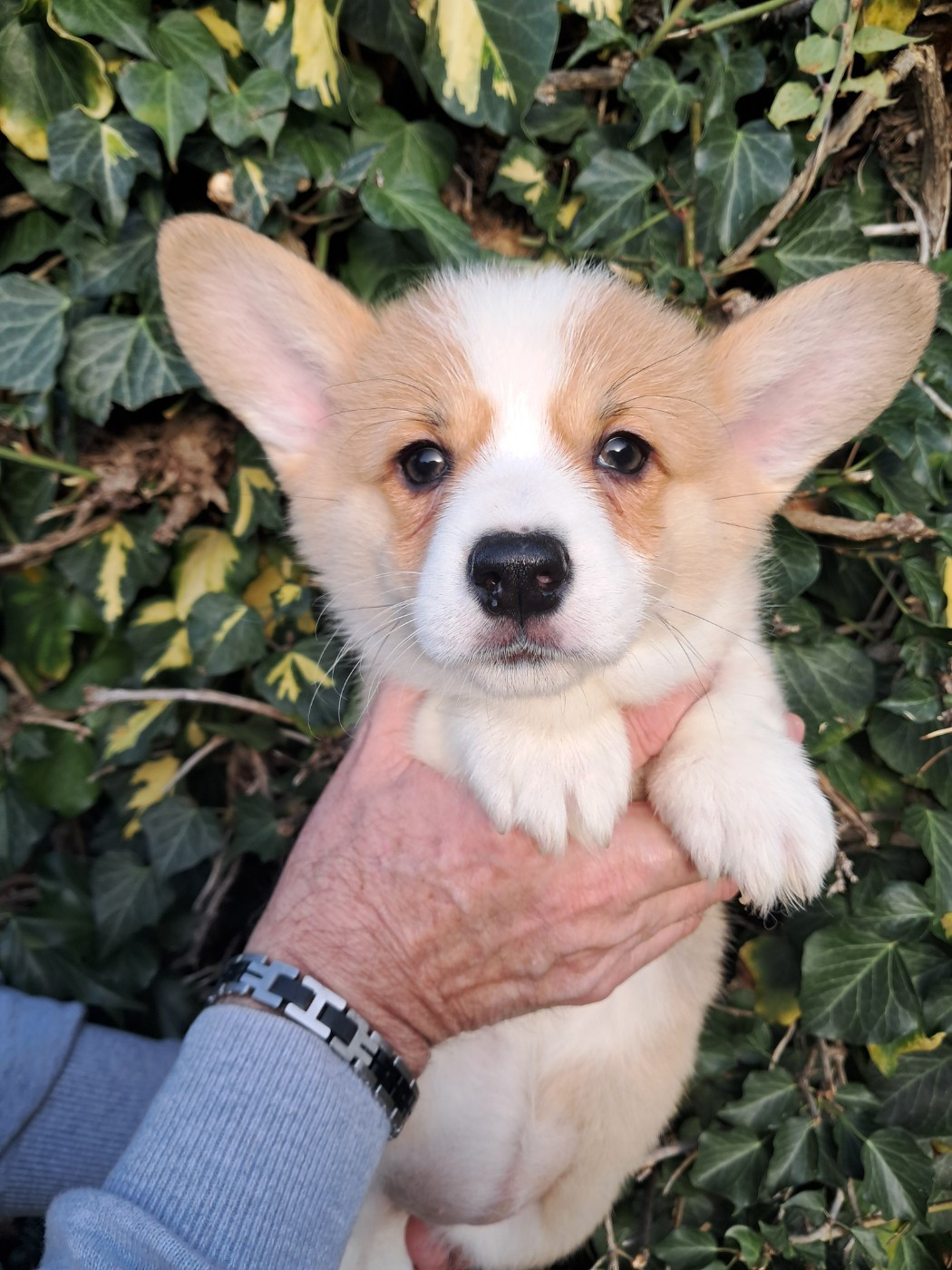 de la Ferme du Rotour - Chiots disponibles - Welsh Corgi Pembroke