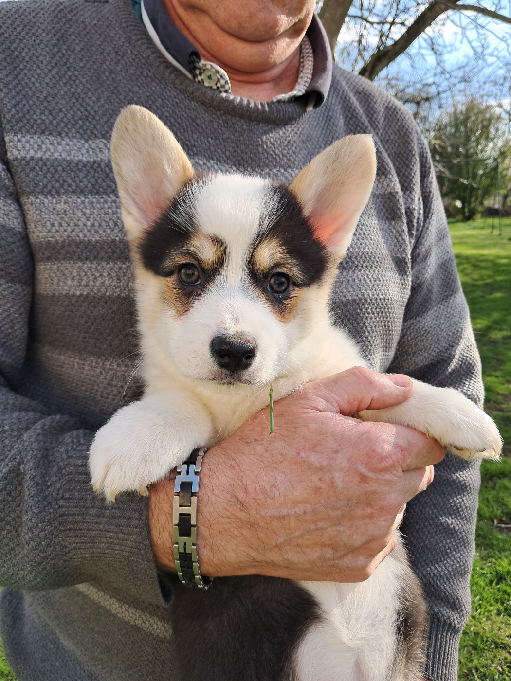 de la Ferme du Rotour - Chiots disponibles - Welsh Corgi Pembroke