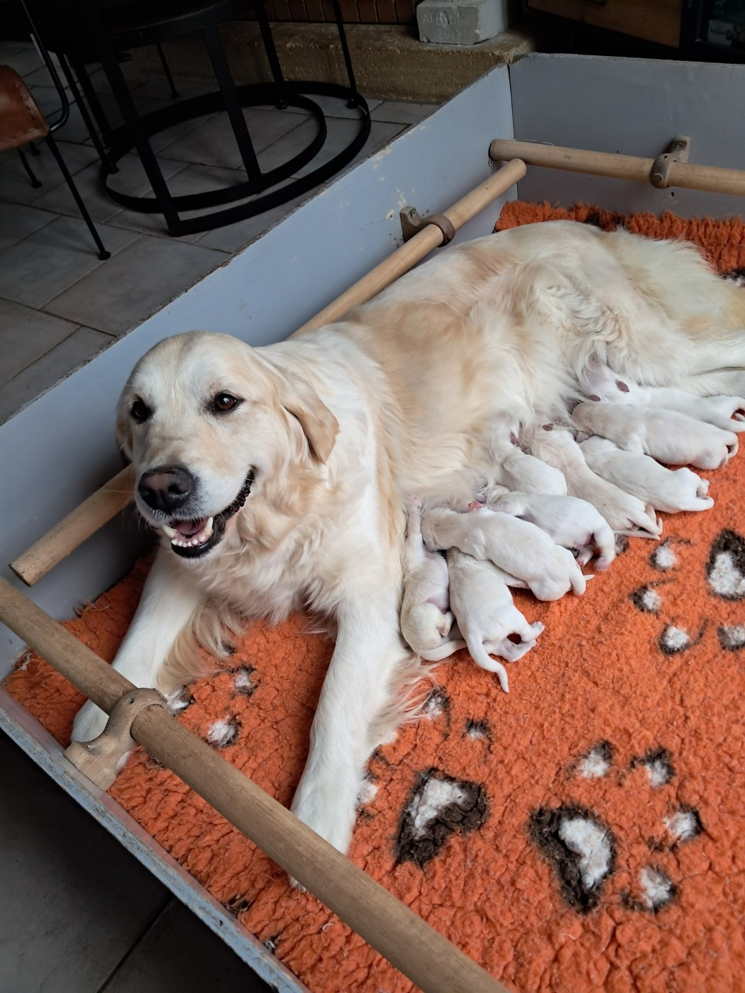 de la Ferme du Rotour - Chiots disponibles - Golden Retriever
