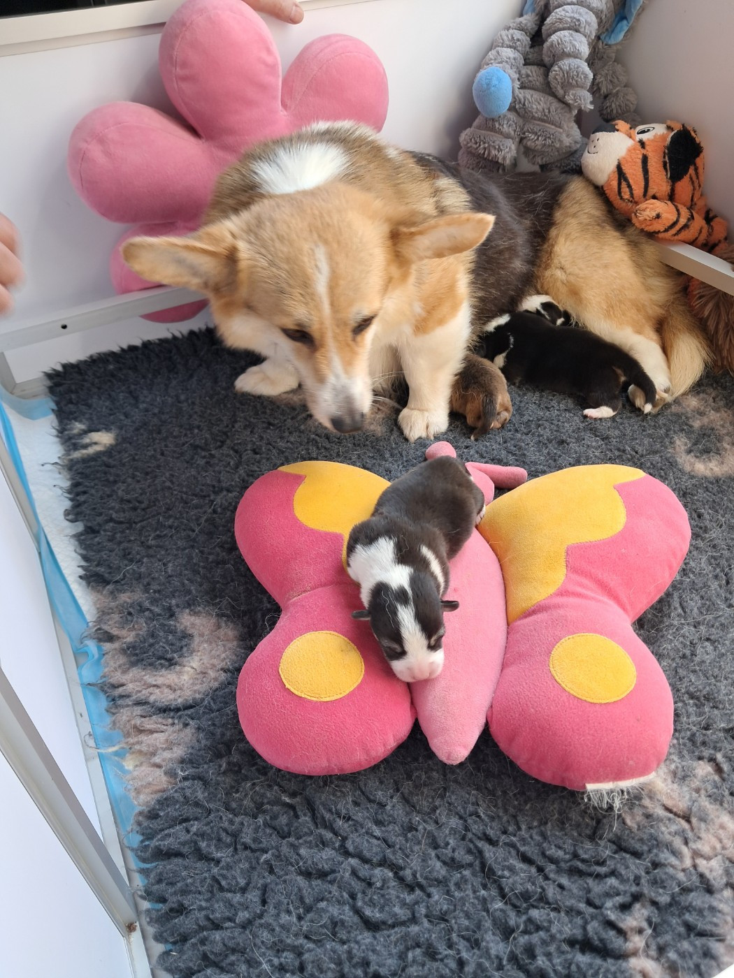 de la Ferme du Rotour - Chiots disponibles - Welsh Corgi Pembroke