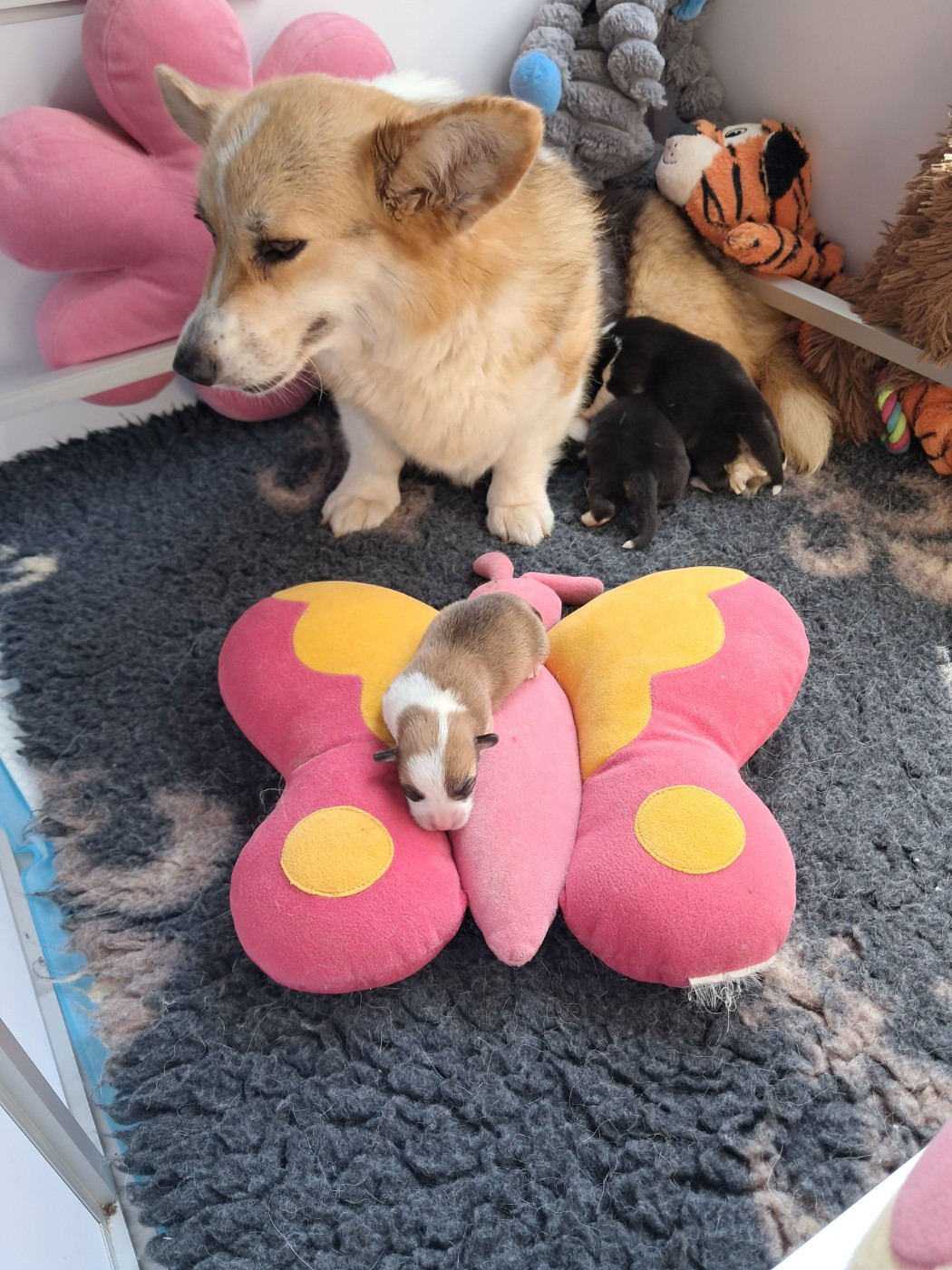 de la Ferme du Rotour - Chiots disponibles - Welsh Corgi Pembroke