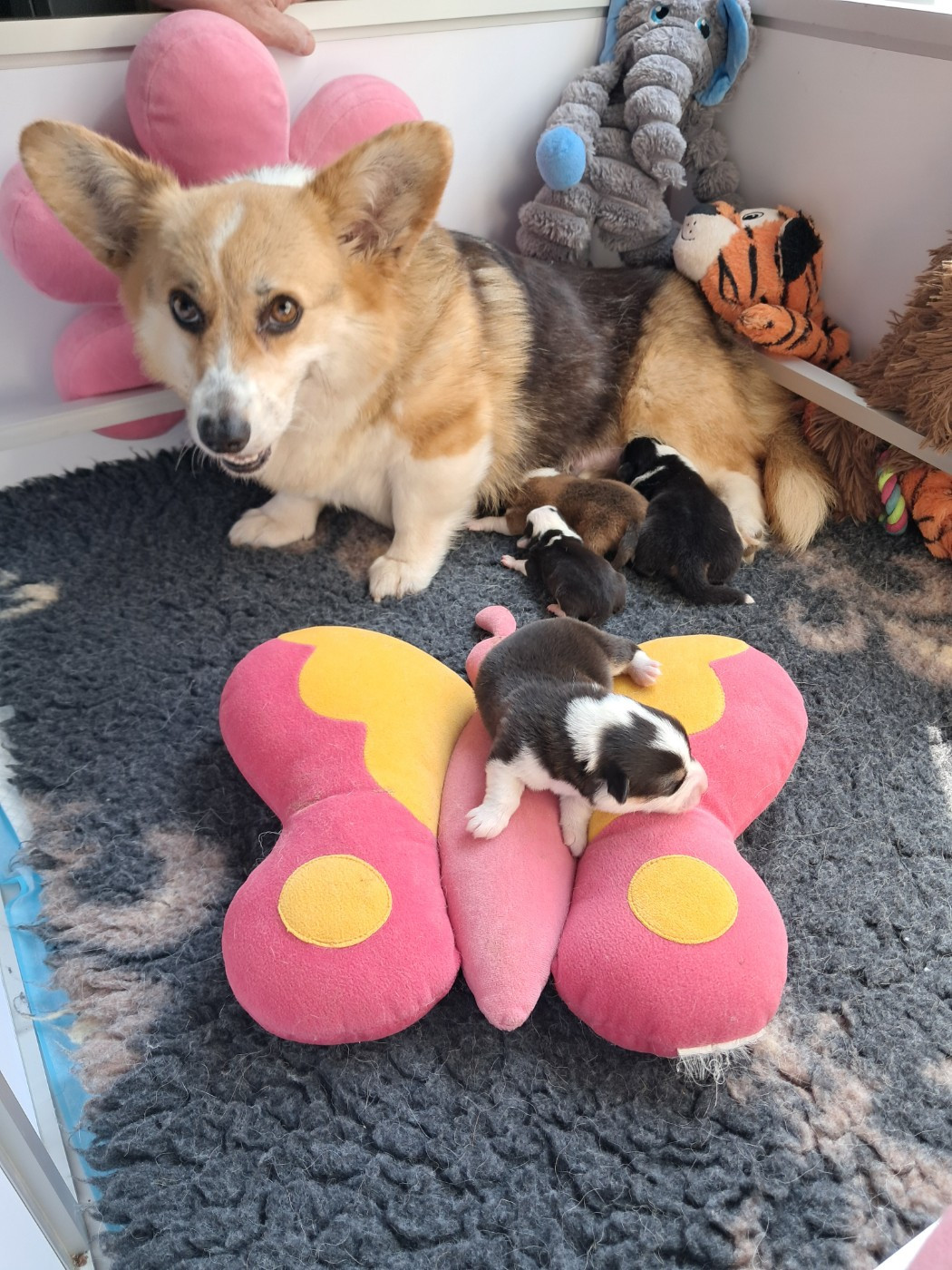 de la Ferme du Rotour - Chiots disponibles - Welsh Corgi Pembroke