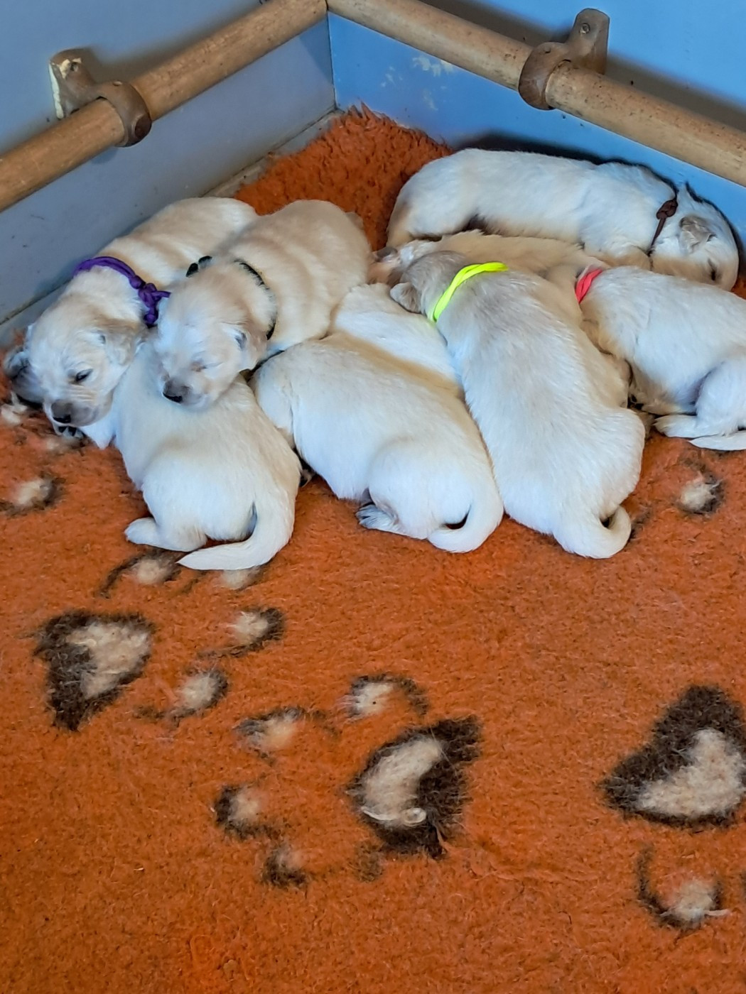 de la Ferme du Rotour - Chiots disponibles - Golden Retriever