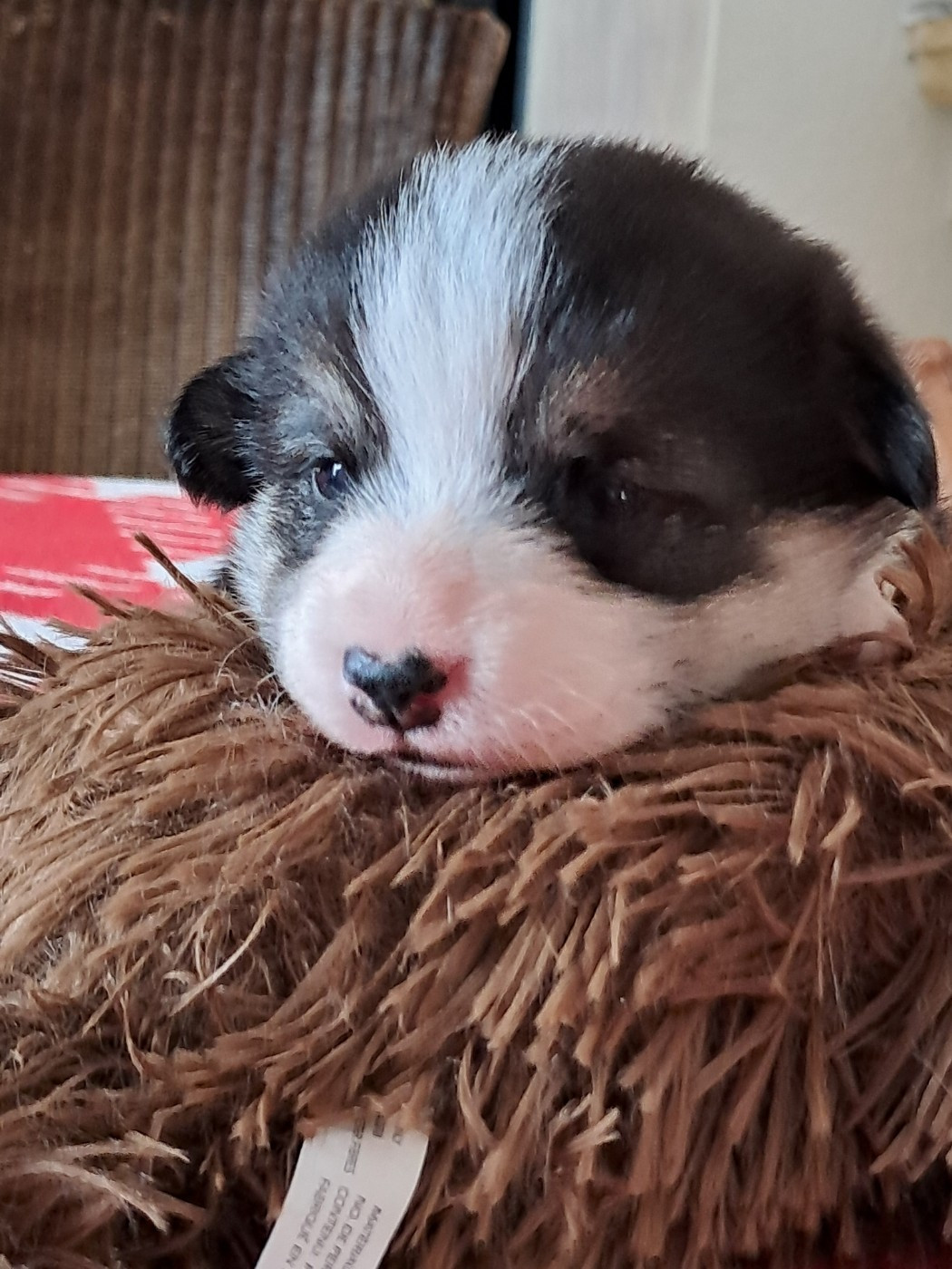 de la Ferme du Rotour - Chiots disponibles - Welsh Corgi Pembroke