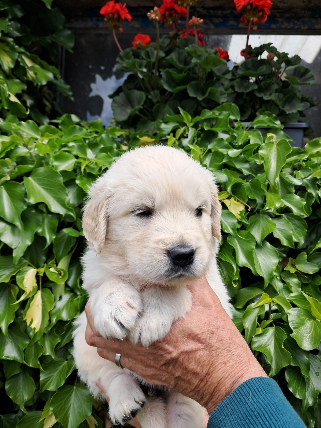 de la Ferme du Rotour - Chiots disponibles - Golden Retriever