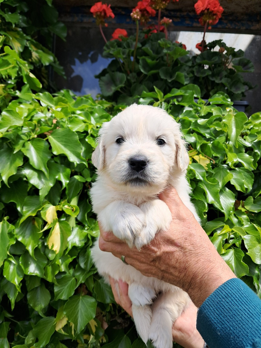 de la Ferme du Rotour - Chiots disponibles - Golden Retriever