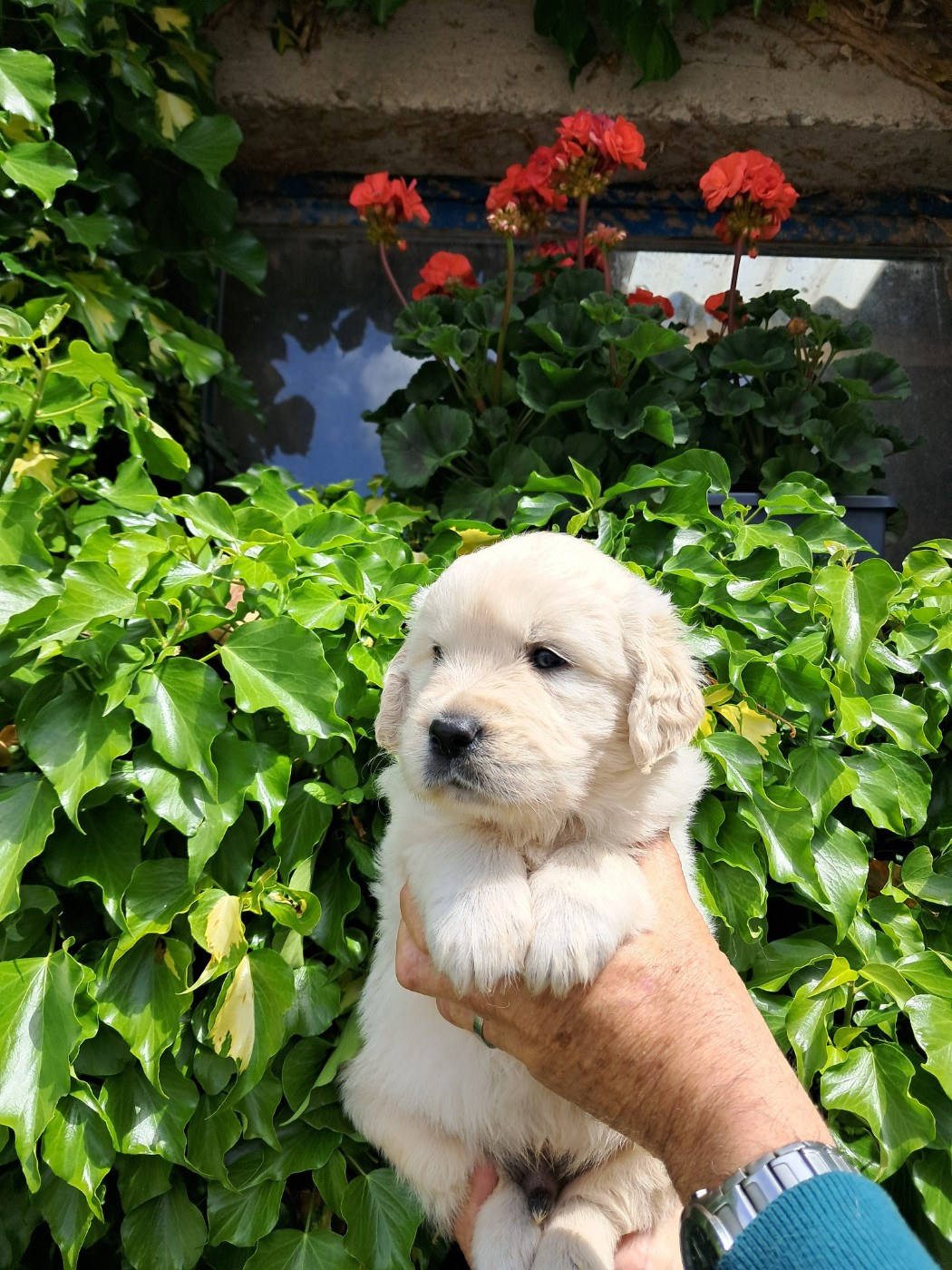 de la Ferme du Rotour - Chiots disponibles - Golden Retriever
