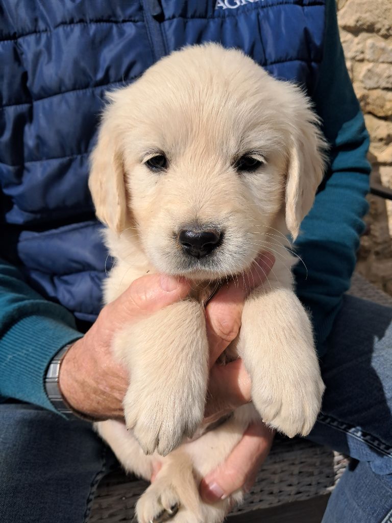 de la Ferme du Rotour - Chiots disponibles - Golden Retriever
