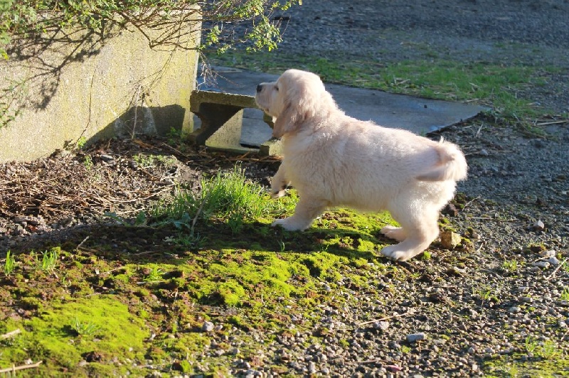 de la Ferme du Rotour - Golden Retriever - Portée née le 12/12/2015
