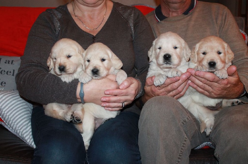 de la Ferme du Rotour - Golden Retriever - Portée née le 16/09/2016