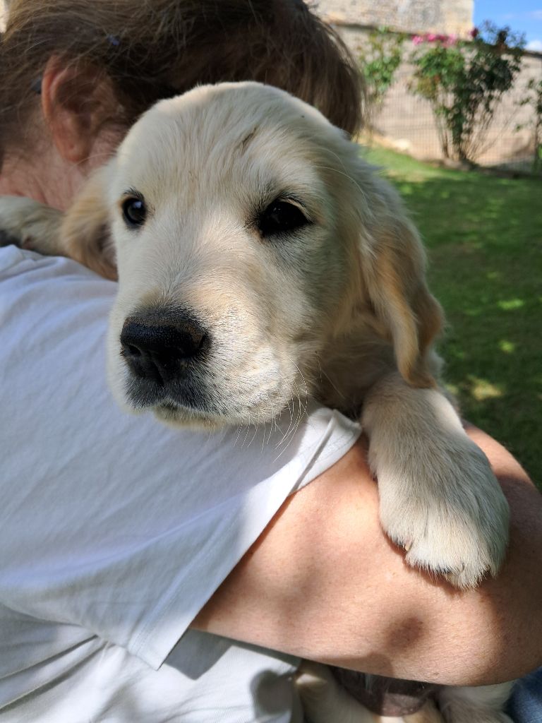 de la Ferme du Rotour - Chiots disponibles - Golden Retriever