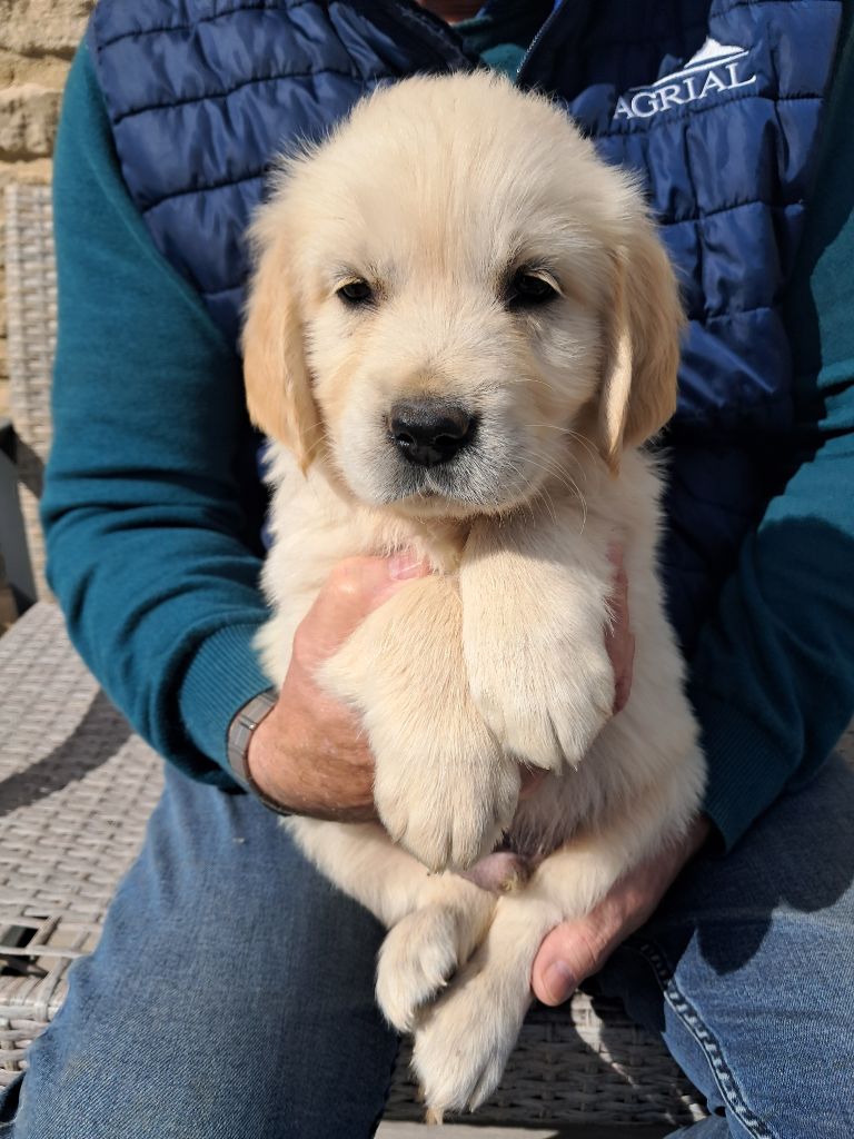 de la Ferme du Rotour - Chiots disponibles - Golden Retriever