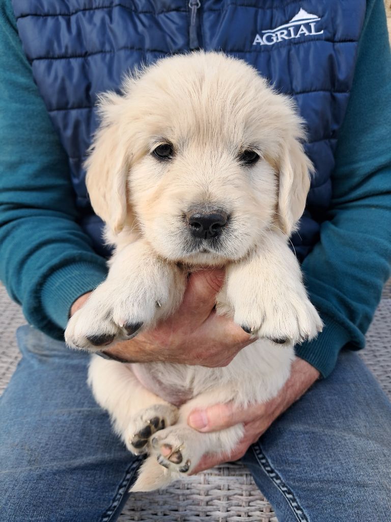 de la Ferme du Rotour - Chiots disponibles - Golden Retriever