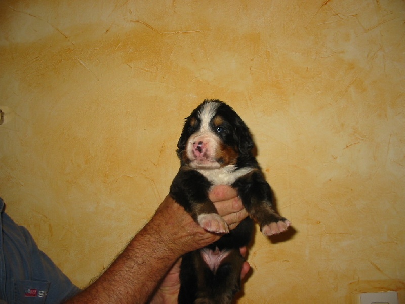 de la Ferme du Rotour - Bouvier Bernois - Portée née le 05/07/2007