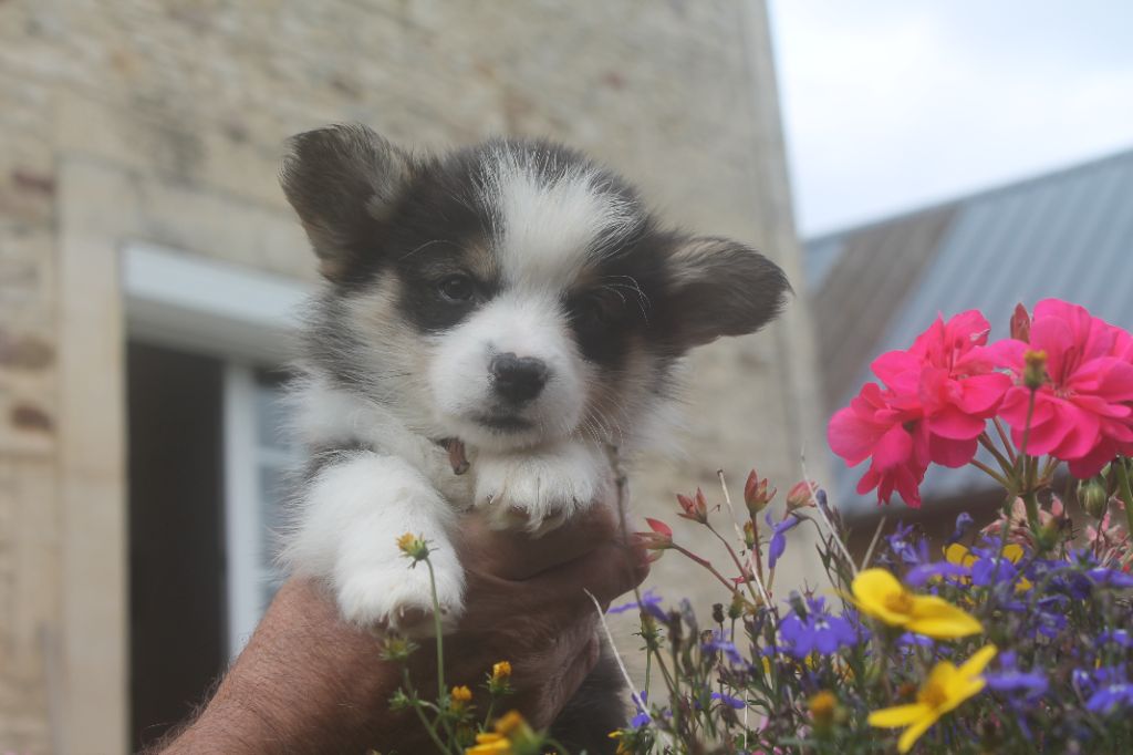 de la Ferme du Rotour - Welsh Corgi Pembroke - Portée née le 24/06/2023