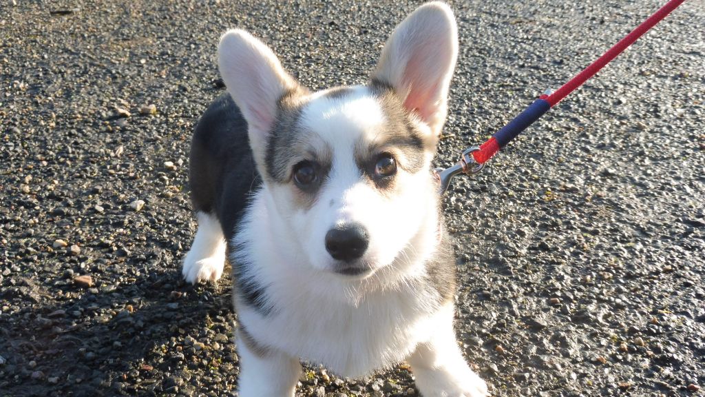 de la Ferme du Rotour - Welsh Corgi Pembroke - Portée née le 27/09/2024