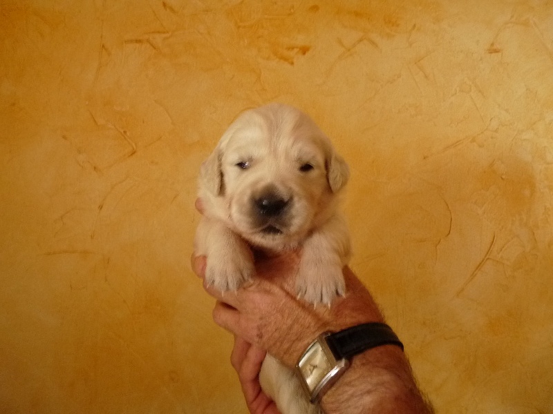 de la Ferme du Rotour - Golden Retriever - Portée née le 14/08/2009
