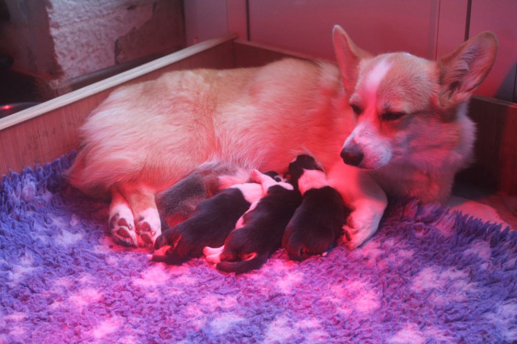 de la Ferme du Rotour - Welsh Corgi Pembroke - Portée née le 06/12/2022