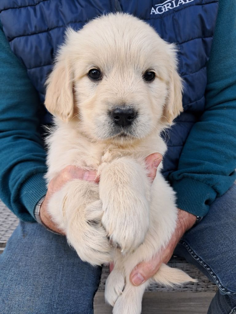 de la Ferme du Rotour - Chiots disponibles - Golden Retriever