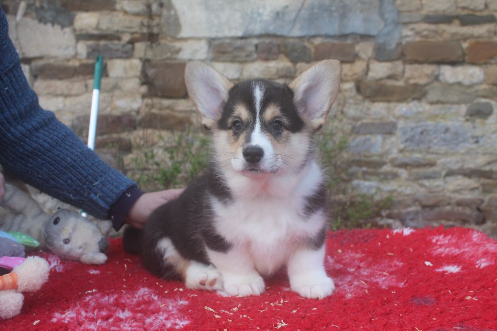 de la Ferme du Rotour - Welsh Corgi Pembroke - Portée née le 31/12/2023