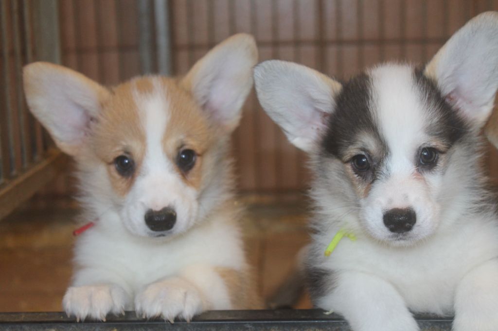 de la Ferme du Rotour - Welsh Corgi Pembroke - Portée née le 11/10/2021