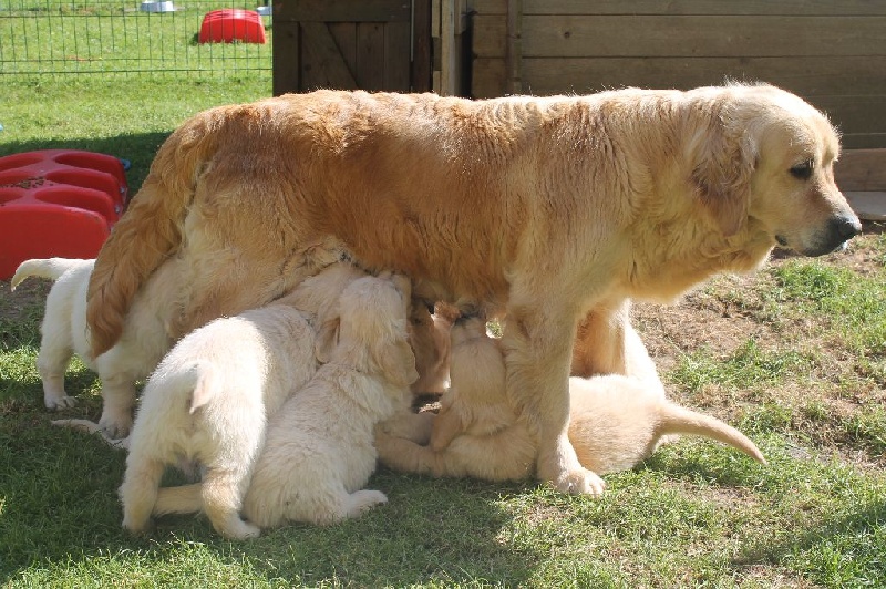 de la Ferme du Rotour - Golden Retriever - Portée née le 28/03/2015