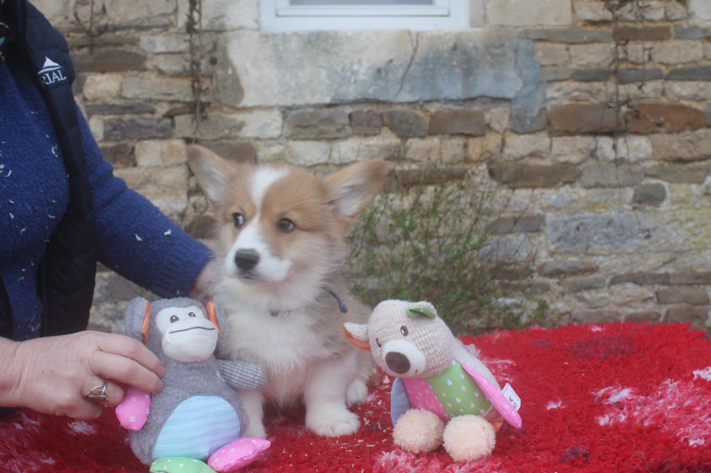 de la Ferme du Rotour - Welsh Corgi Pembroke - Portée née le 23/12/2023