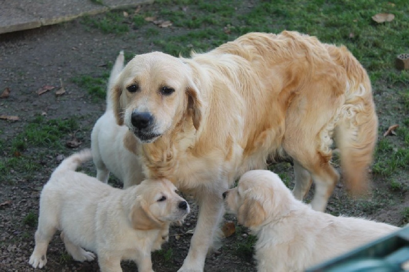 de la Ferme du Rotour - Golden Retriever - Portée née le 07/09/2015