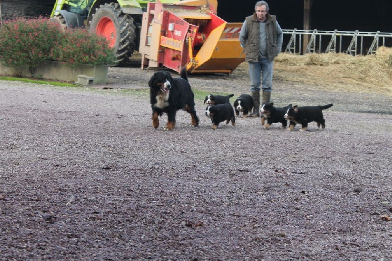 de la Ferme du Rotour - Bouvier Bernois - Portée née le 06/10/2014