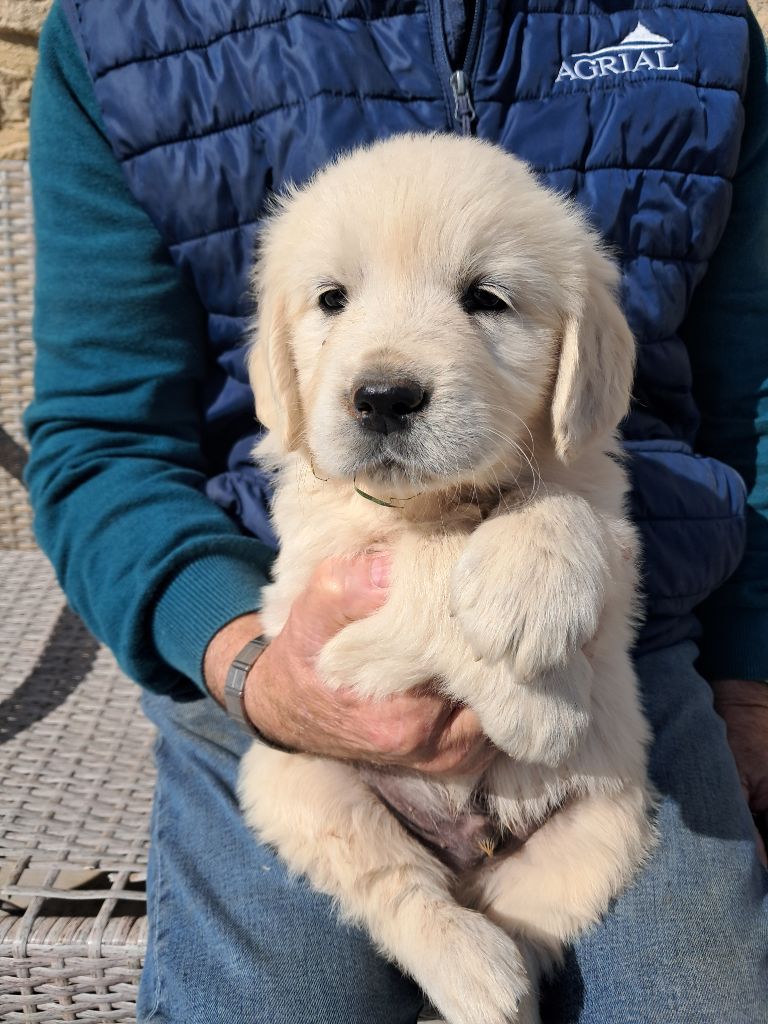 de la Ferme du Rotour - Chiots disponibles - Golden Retriever