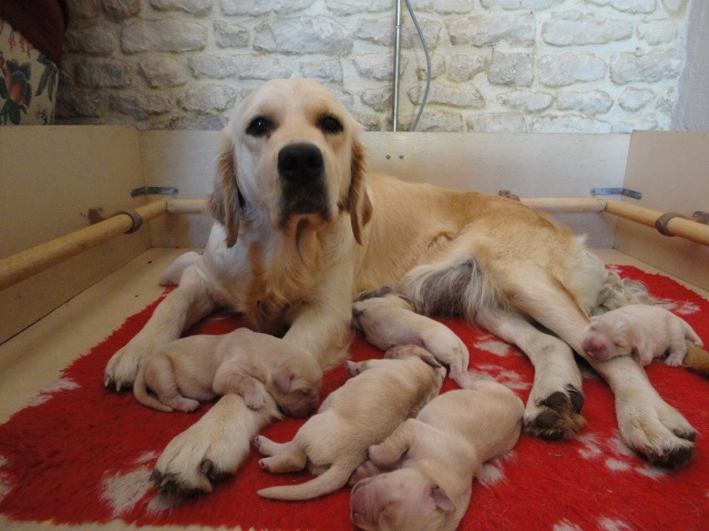 de la Ferme du Rotour - Golden Retriever - Portée née le 01/11/2012