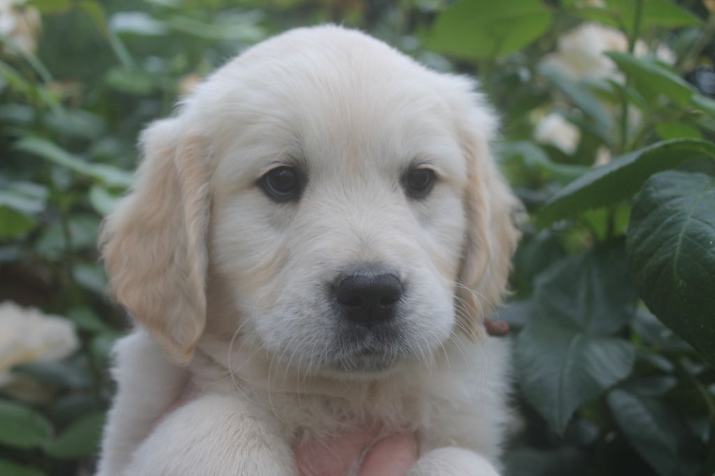 de la Ferme du Rotour - Golden Retriever - Portée née le 11/05/2023