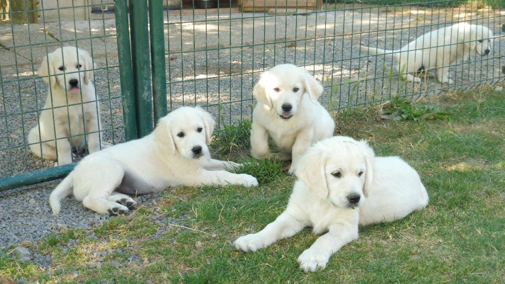 de la Ferme du Rotour - Golden Retriever - Portée née le 25/05/2018