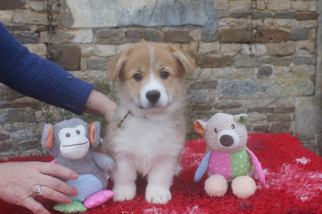 de la Ferme du Rotour - Welsh Corgi Pembroke - Portée née le 23/12/2023