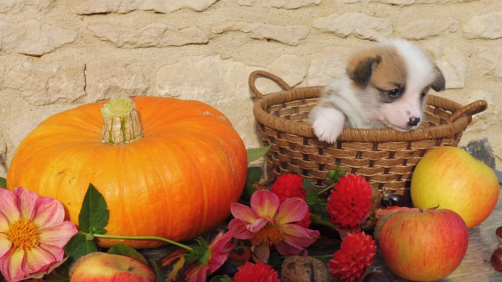 de la Ferme du Rotour - Welsh Corgi Pembroke - Portée née le 27/09/2024