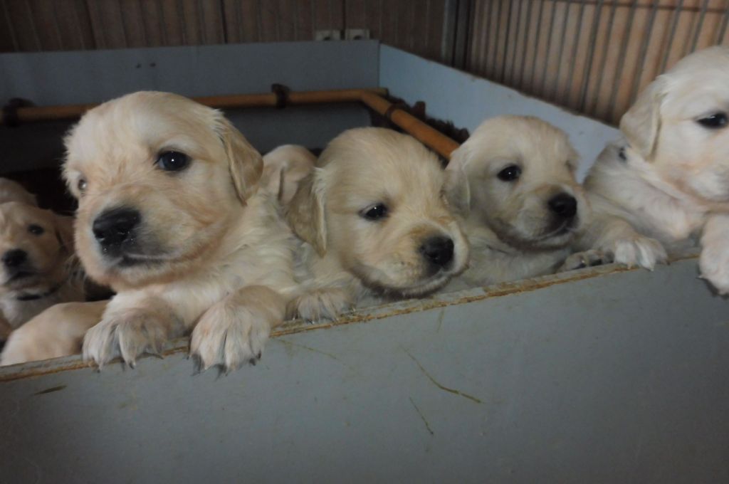 de la Ferme du Rotour - Golden Retriever - Portée née le 25/10/2023
