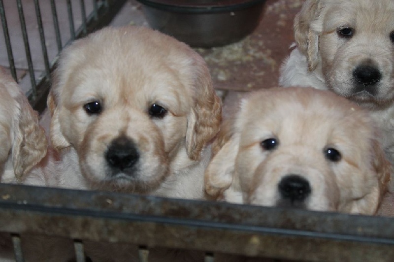 de la Ferme du Rotour - Golden Retriever - Portée née le 30/12/2016