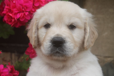 CHIOT bleu TANGO