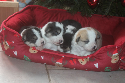 CHIOT