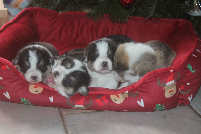 CHIOT