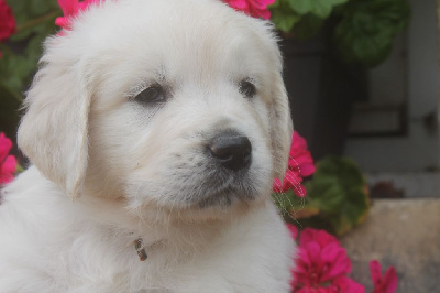 CHIOT bob marley TEXAS
