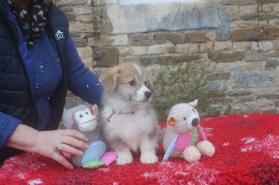 CHIOT rose