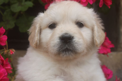CHIOT verte TEVA