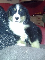 CHIOT HOLBY