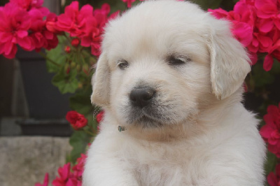 CHIOT turquoise TAMTAM