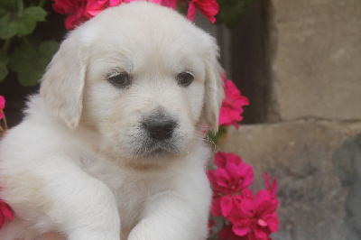 CHIOT rose TAIGA