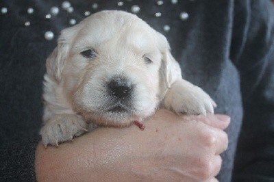 CHIOT ROUGE
