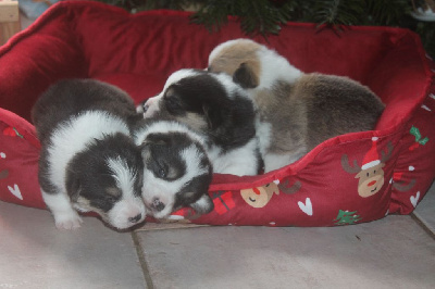 CHIOT