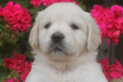 CHIOT jaune TOPAZE